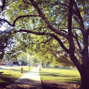 Morning walk on campus